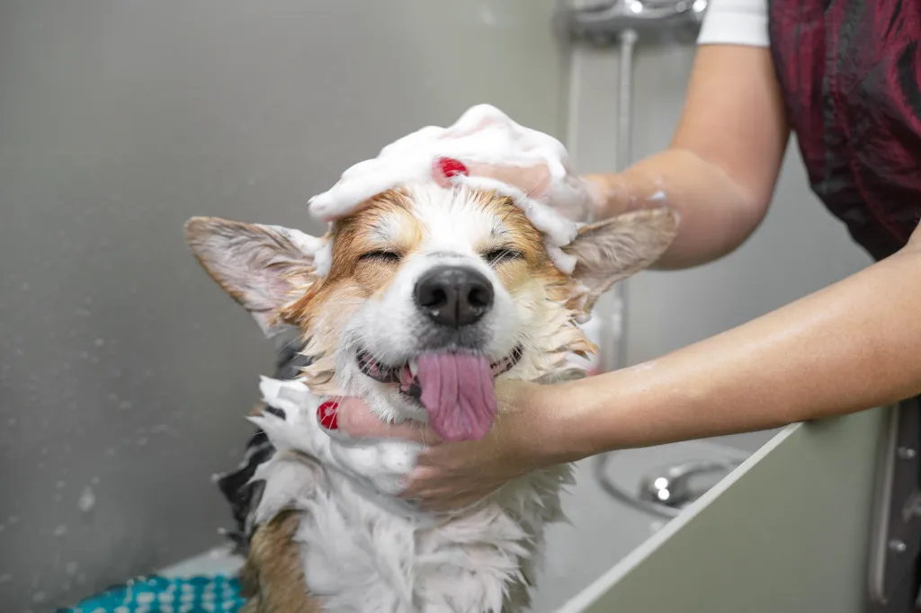 dog getting a bath at pet friendly apartments in syracuse ny